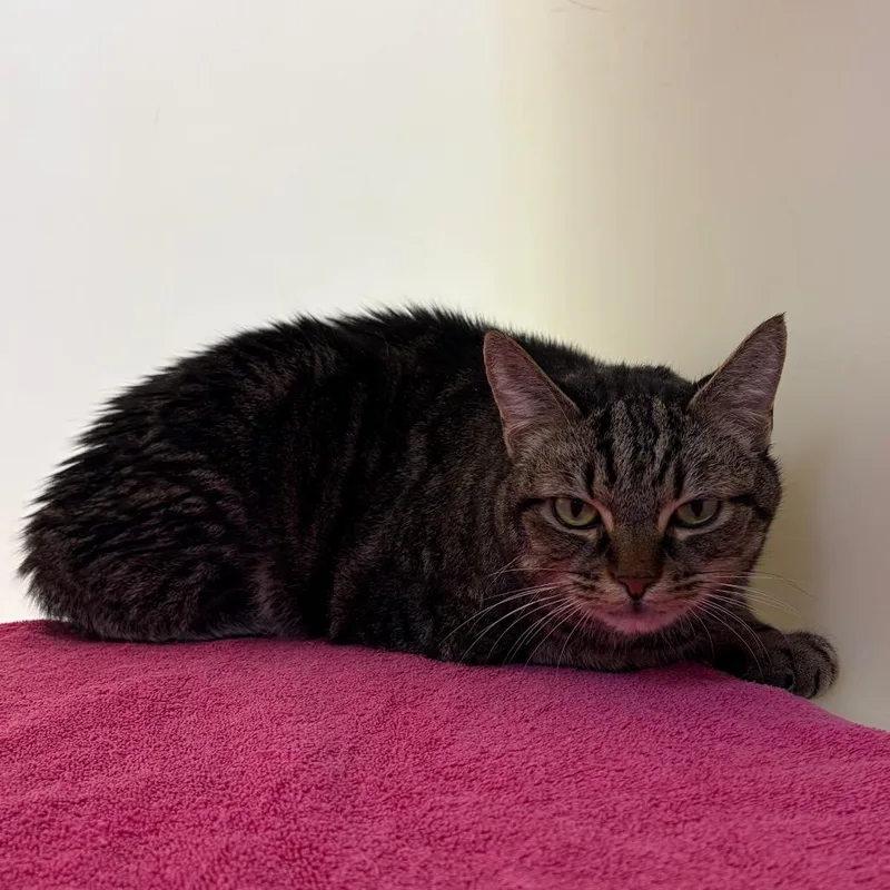 A senior large-sized male Brown / Chocolate Domestic Short Hair cat named Sammie for adoption in Harrisonburg, VA