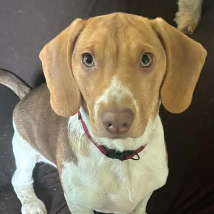 A baby small-sized male Yellow / Tan / Blond / Fawn Beagle dog named Louie for adoption in Andover, MA