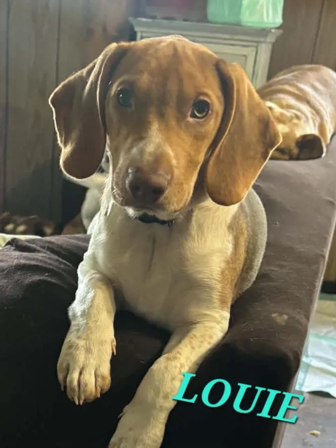 Louie thumbnail 2