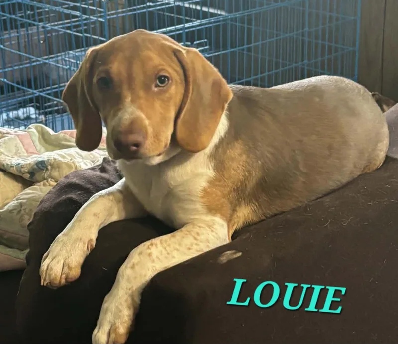 Louie thumbnail 3
