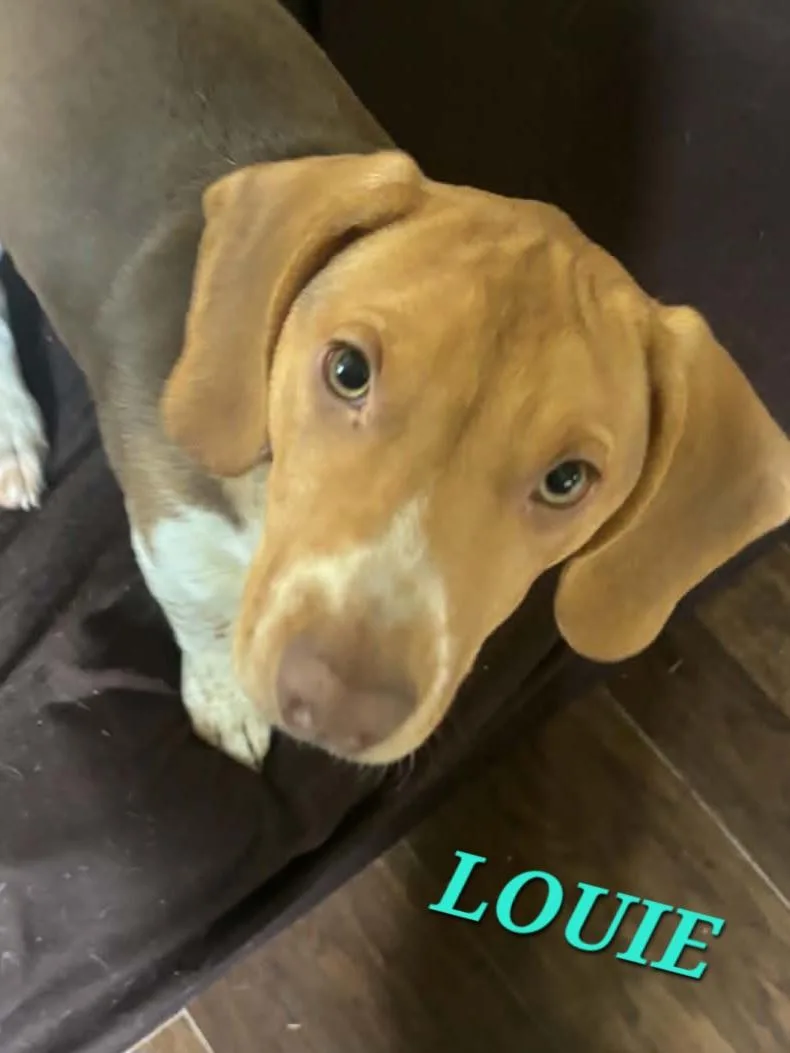 Louie thumbnail 4