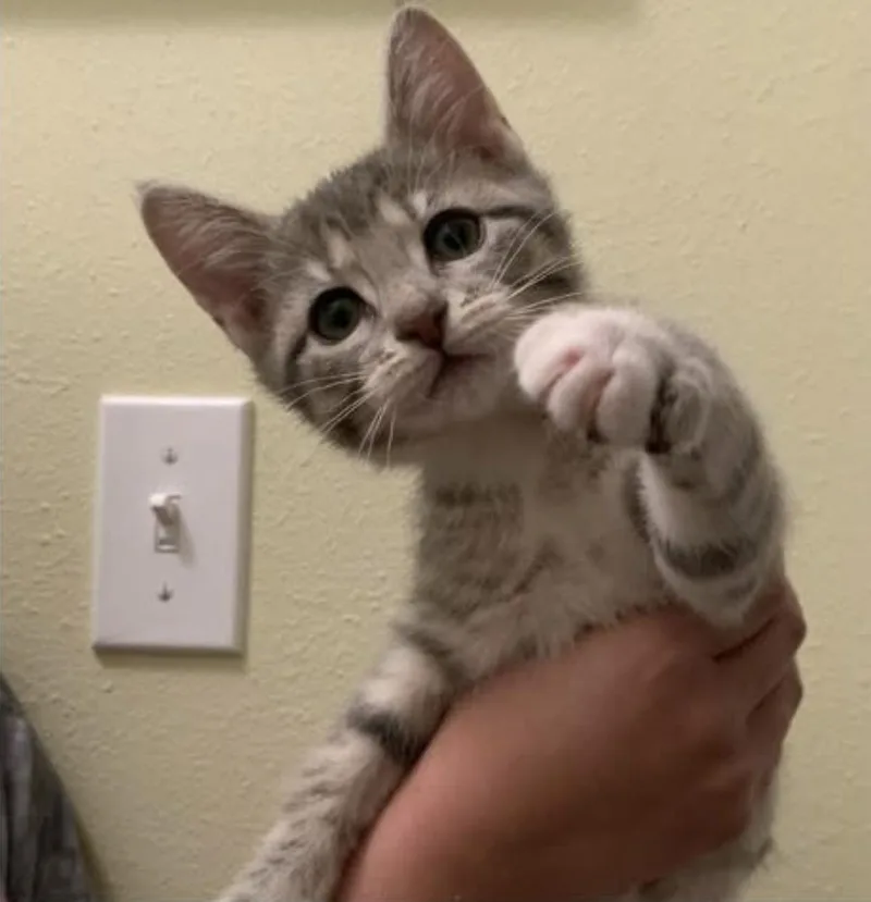 A baby medium-sized female Tabby (Gray / Blue / Silver) Domestic Short Hair cat named Chili for adoption in Eugene, OR