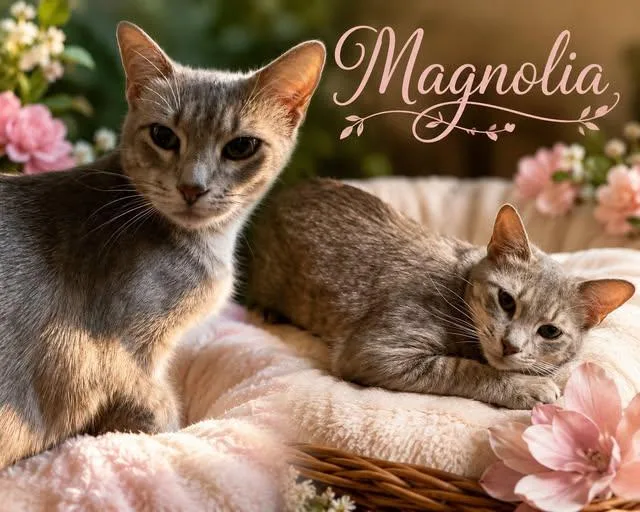 A young medium-sized female Gray / Blue / Silver Tabby cat named Magnolia for adoption in Midlothian, TX