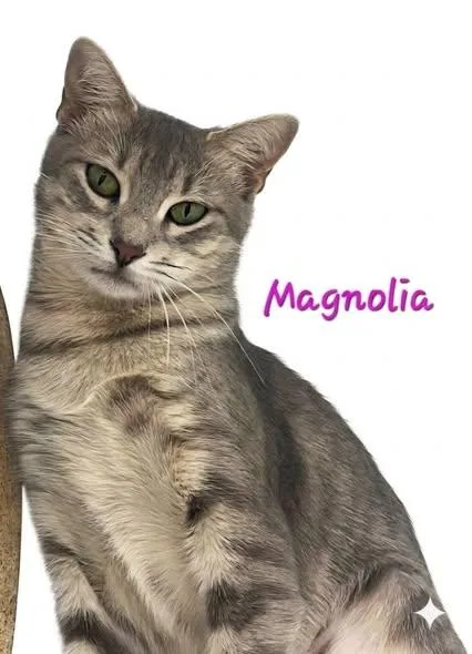 Magnolia thumbnail 2