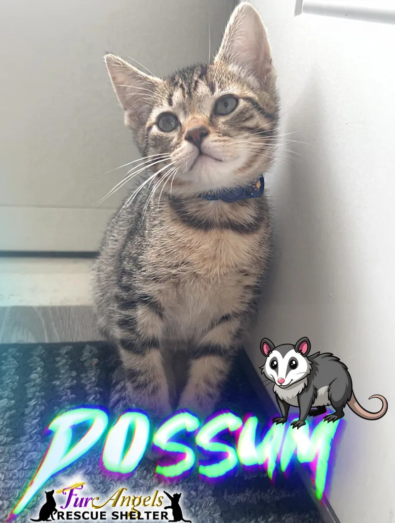 A baby medium-sized male Brown / Chocolate Domestic Short Hair cat named Possum for adoption in Toledo, OH
