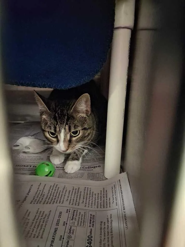 An adult medium-sized female Tabby (Gray / Blue / Silver) Domestic Short Hair cat named Noni for adoption in Cincinnati, OH