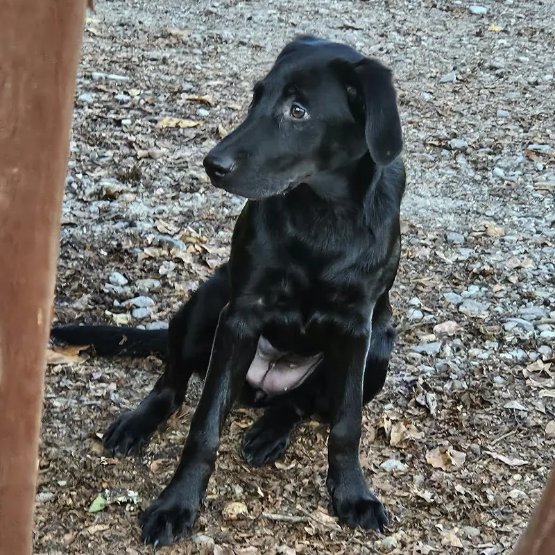 A baby medium-sized female Black Labrador Retriever dog named Opal for adoption in Bethpage, NY