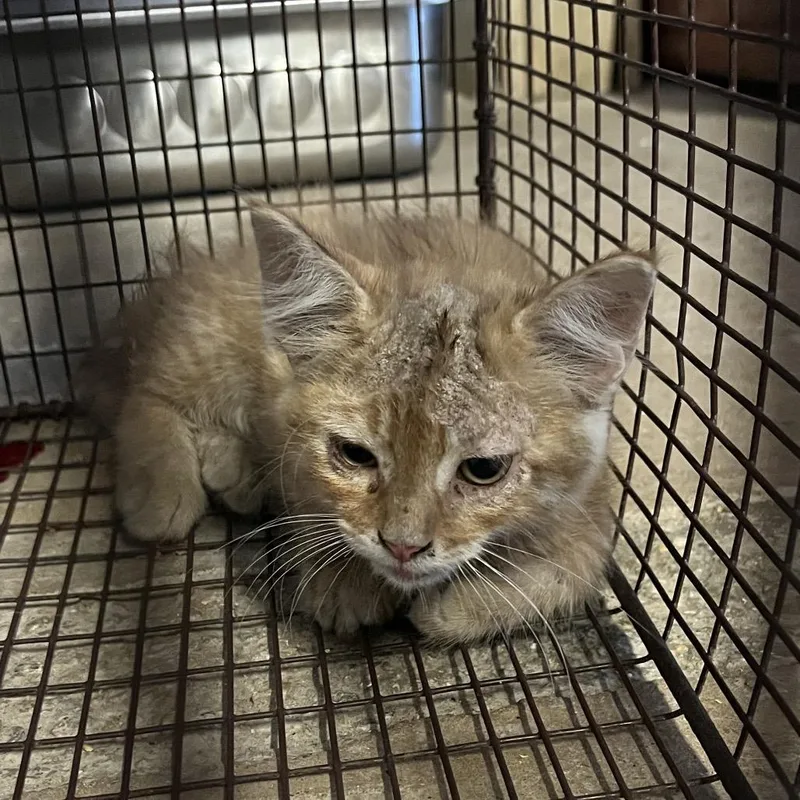 A baby small-sized male Orange / Red Domestic Short Hair cat named Phoenix for adoption in Stephenville, TX