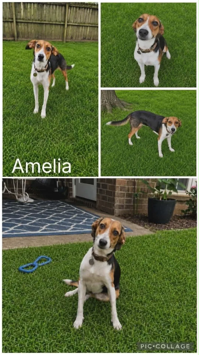 A young medium-sized female Tricolor (Brown, Black, & White) Beagle dog named Amelia for adoption in Enterprise, AL