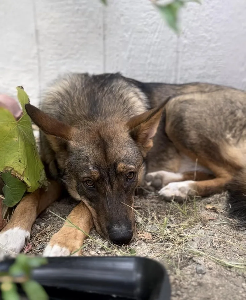 An adult large-sized male German Shepherd Dog dog named Kaio for adoption in Palm desert, CA