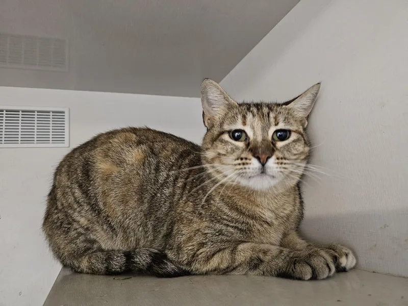 An adult large-sized female Brown / Chocolate Domestic Short Hair cat named Petunia for adoption in Bossier City, LA
