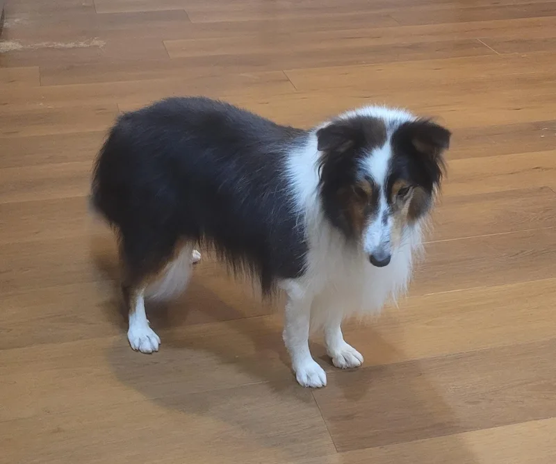 An adult medium-sized male Tricolor (Brown, Black, & White) Shetland Sheepdog / Sheltie dog named Buddy for adoption in Catlettsburg, KY