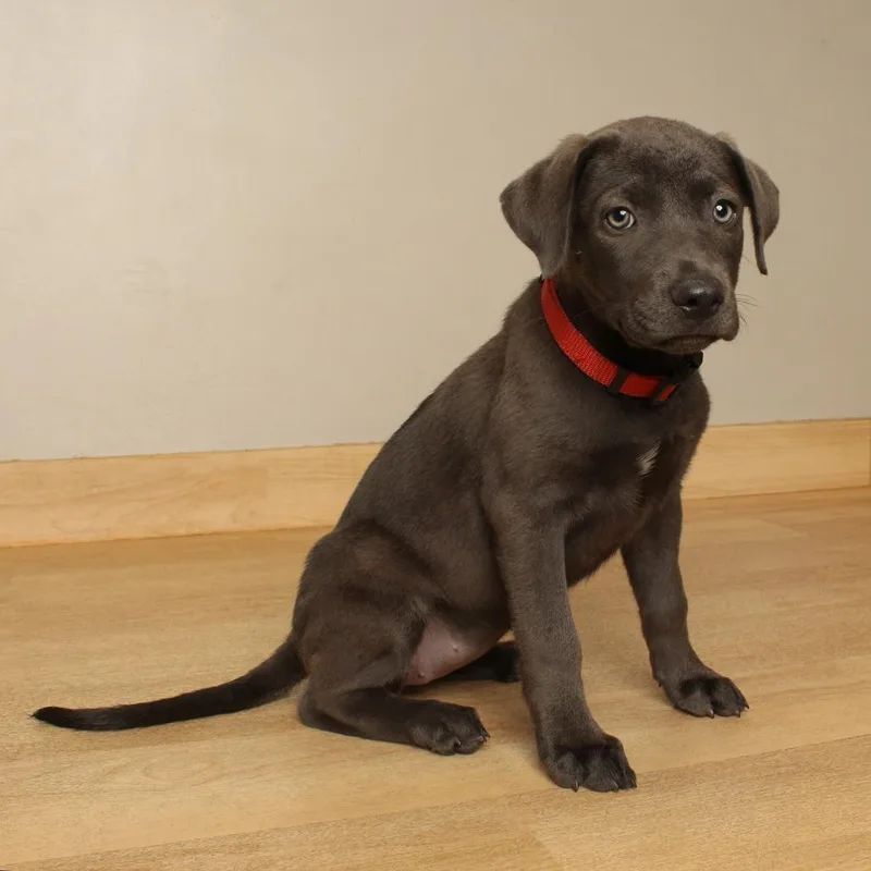 A baby medium-sized female Gray / Blue / Silver Labrador Retriever dog named Waverly D for adoption in Minnetonka, MN