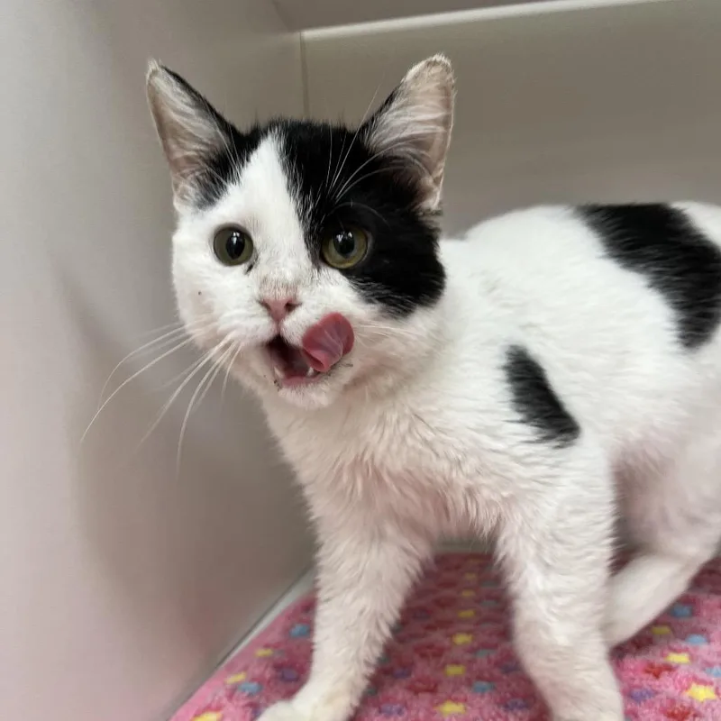 A young small-sized female Black Domestic Short Hair cat named Dottie for adoption in Champaign, IL