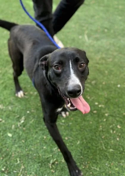 An adult medium-sized male Mixed Breed dog named Elex for adoption in El Paso, TX