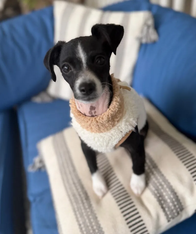 A baby small-sized female Terrier dog named Bleu for adoption in Davis, CA