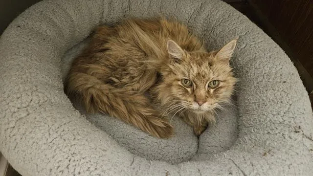An adult small-sized male Domestic Medium Hair cat named Persimmon for adoption in San Antonio, TX
