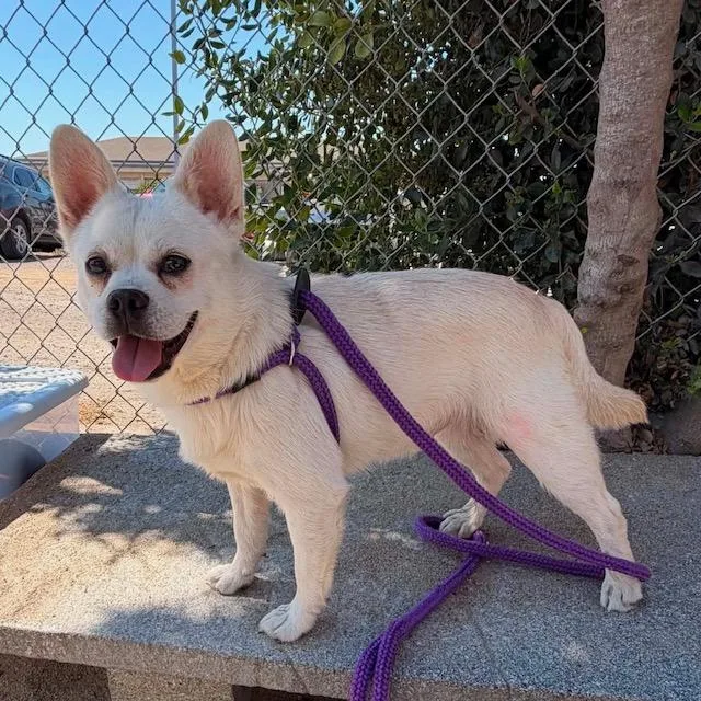 A young small-sized male Chihuahua dog named Jojo for adoption in Salinas, CA