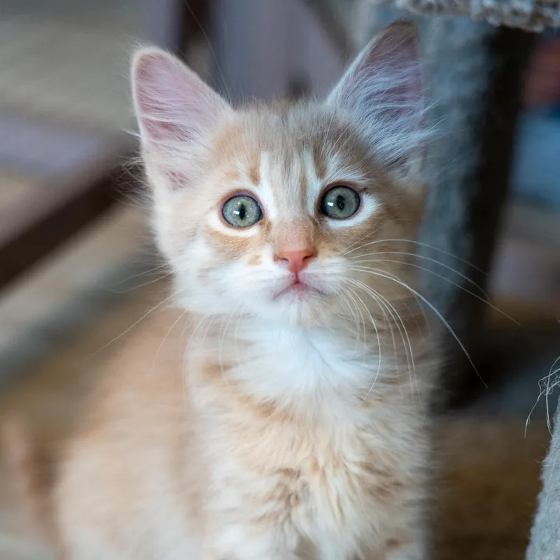 A baby small-sized male Orange / Red Domestic Long Hair cat named San Pedro for adoption in Durango, CO