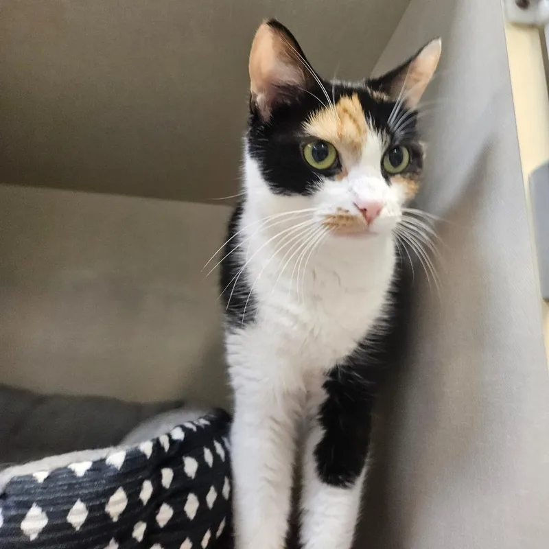 An adult small-sized female Domestic Short Hair cat named Cleo for adoption in Conway, NH