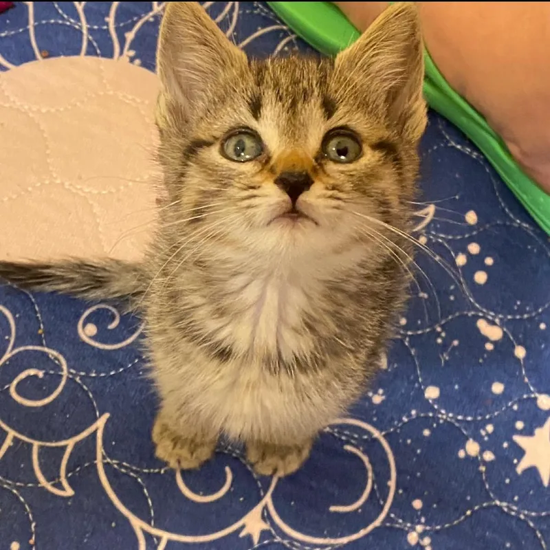 A baby medium-sized female Tabby (Brown / Chocolate) Domestic Short Hair cat named Lucy for adoption in Chattanooga, TN