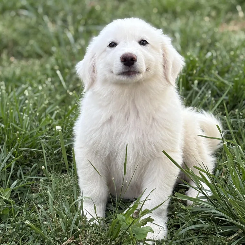 A baby large-sized male White / Cream Great Pyrenees dog named Luther for adoption in Richmond, VA