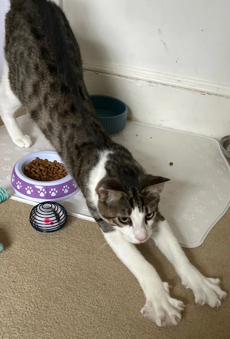 A young medium-sized male Domestic Short Hair cat named Muffin for adoption in Rockaway, NJ