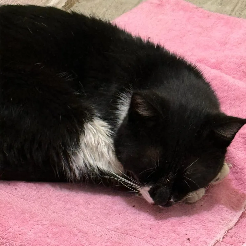 Dashboard Confessional