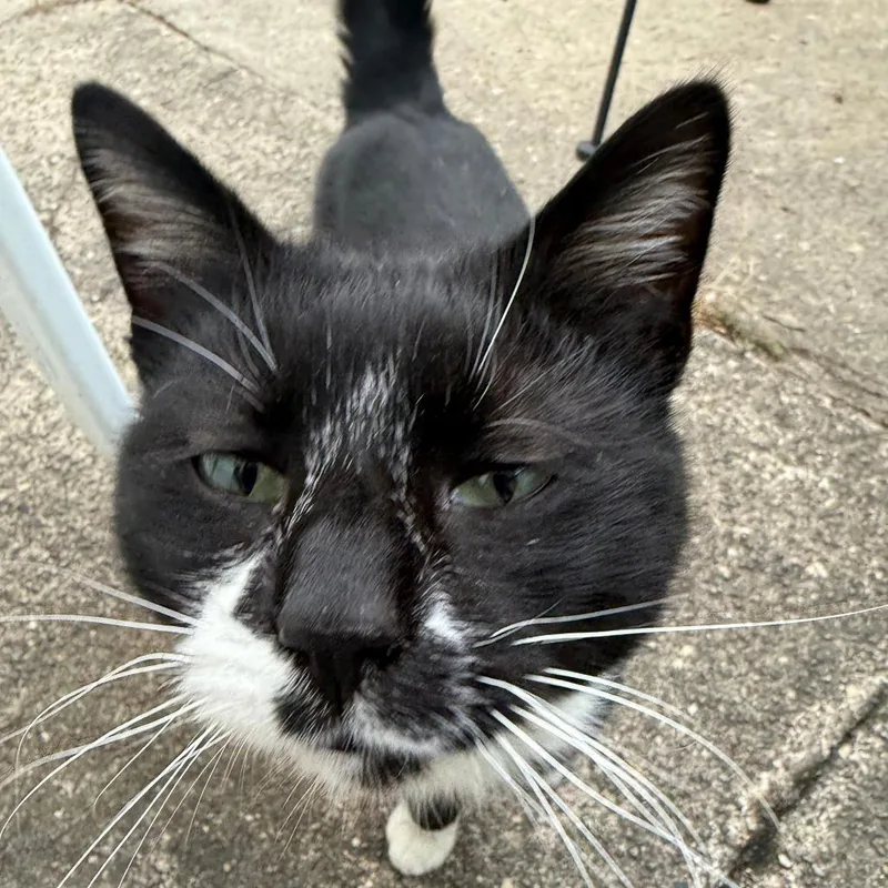 Dashboard Confessional thumbnail 2