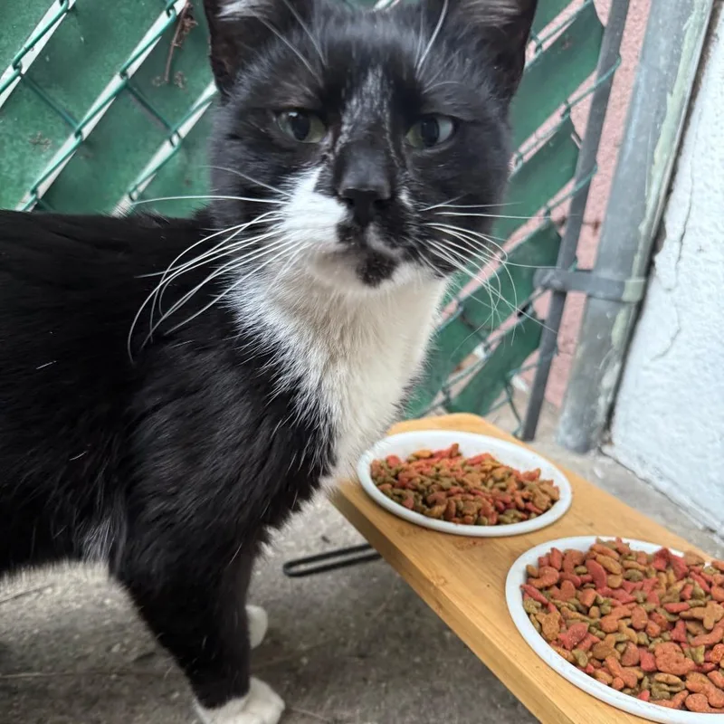 Dashboard Confessional thumbnail 4