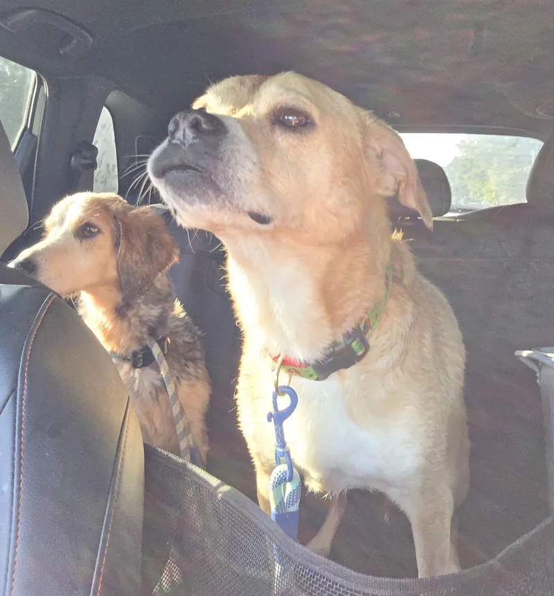 Pheobie Haven Bonded With thumbnail 2