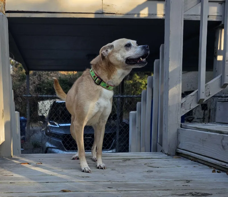 Pheobie Haven Bonded With thumbnail 3