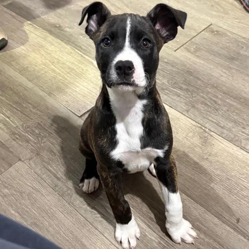 A baby medium-sized female Brindle Mixed Breed dog named Maggie for adoption in Wappingers Falls, NY