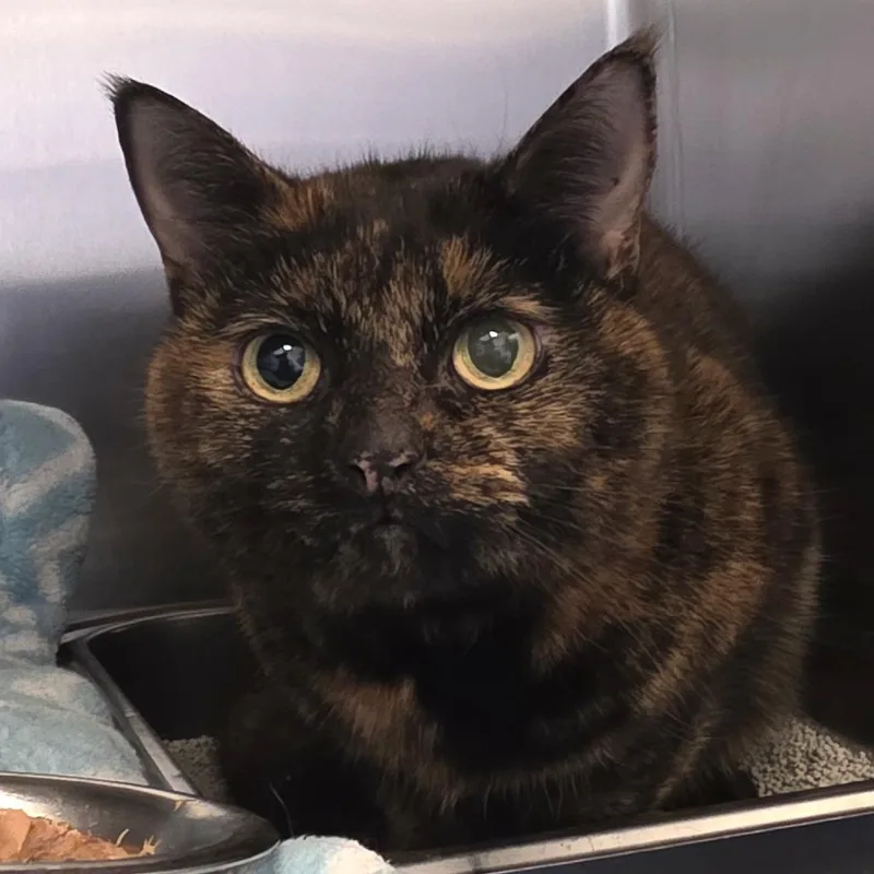 A senior medium-sized female Brown / Chocolate Domestic Short Hair cat named Keegan for adoption in Gloucester, VA