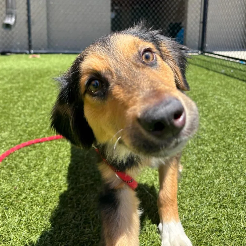 A young medium-sized male Brown / Chocolate Australian Shepherd dog named Walker for adoption in Washington Township, OH