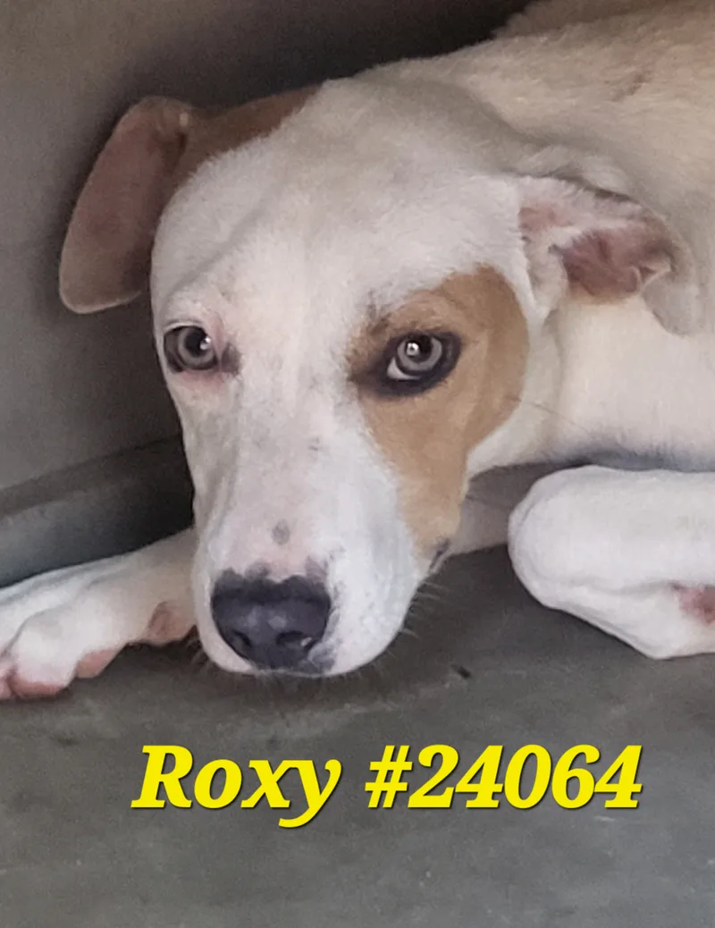 Roxy