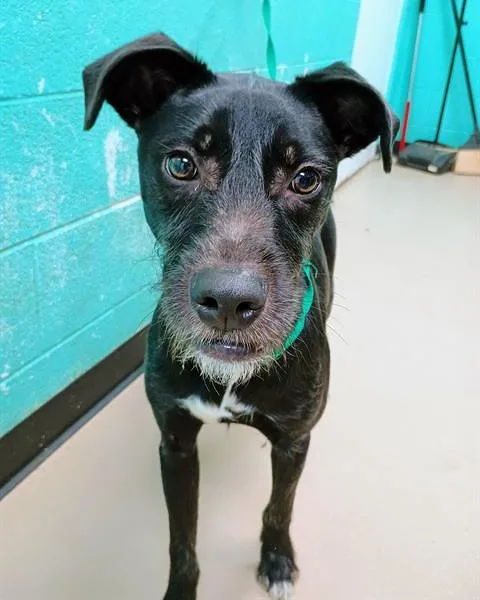 A young medium-sized male Black Mixed Breed dog named Space for adoption in Nashville, TN
