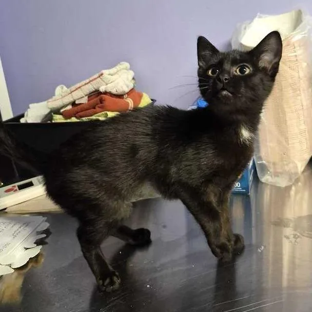 A baby small-sized female Black Domestic Short Hair cat named Dinner for adoption in Davenport, IA