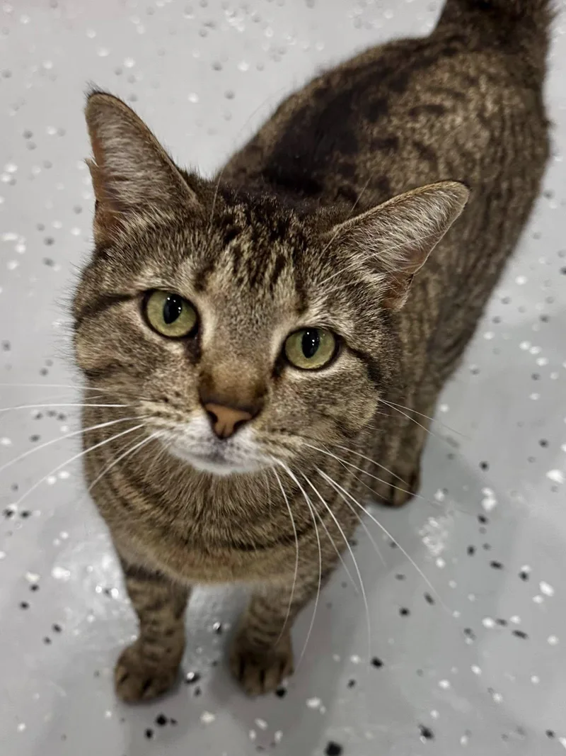 An adult medium-sized female Tabby (Brown / Chocolate) Domestic Short Hair cat named Cheese Nip for adoption in Sherman, TX