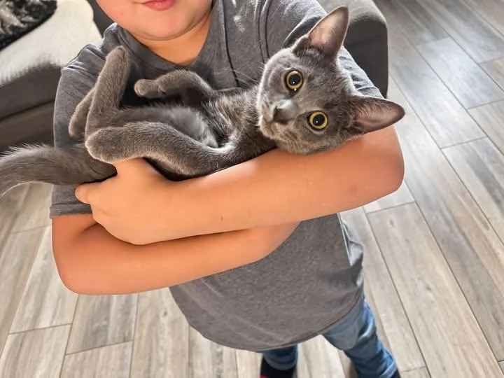 A young medium-sized female Gray / Blue / Silver Domestic Short Hair cat named S for adoption in Logan, OH
