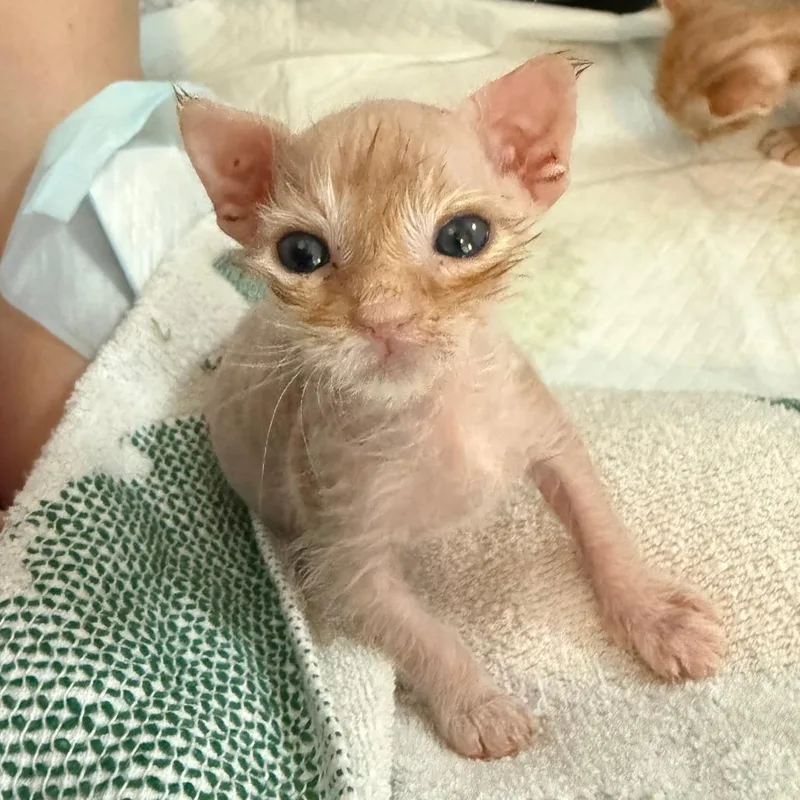 A baby medium-sized male Orange & White Domestic Short Hair cat named The Lorax for adoption in Parkland, FL