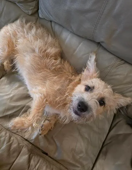 A young small-sized male Apricot / Beige Wheaten Terrier dog named Jake for adoption in Manvel, TX