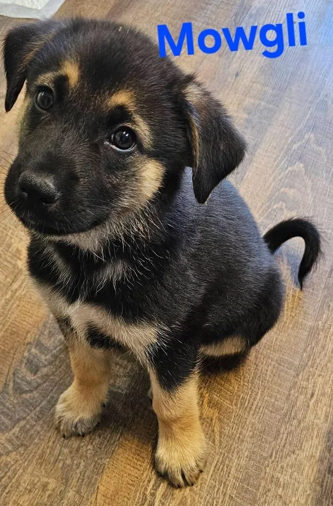 A baby small-sized male German Shepherd Dog dog named Mowgli for adoption in Santa Rosa, CA