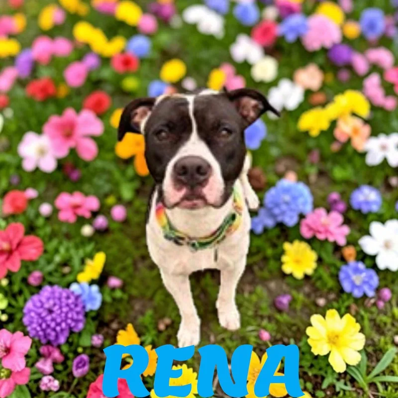 An adult medium-sized female American Staffordshire Terrier dog named Rena for adoption in Brockton, MA