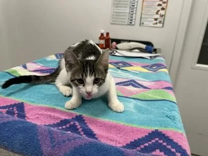A baby small-sized female Brown / Chocolate Domestic Short Hair cat named Rock The House for adoption in Kansas City, MO