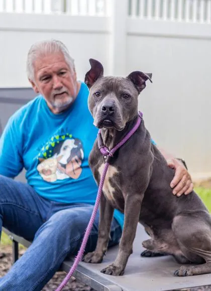 An adult large-sized male Mixed Breed dog named Resolution for adoption in Chamblee, GA