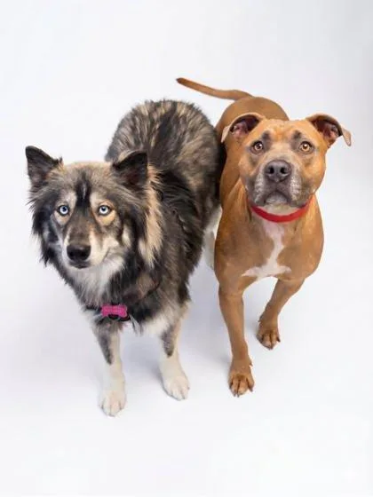 An adult large-sized female Siberian Husky dog named Aspen for adoption in Bowling Green, KY
