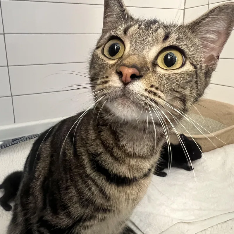 Honeybee thumbnail 2