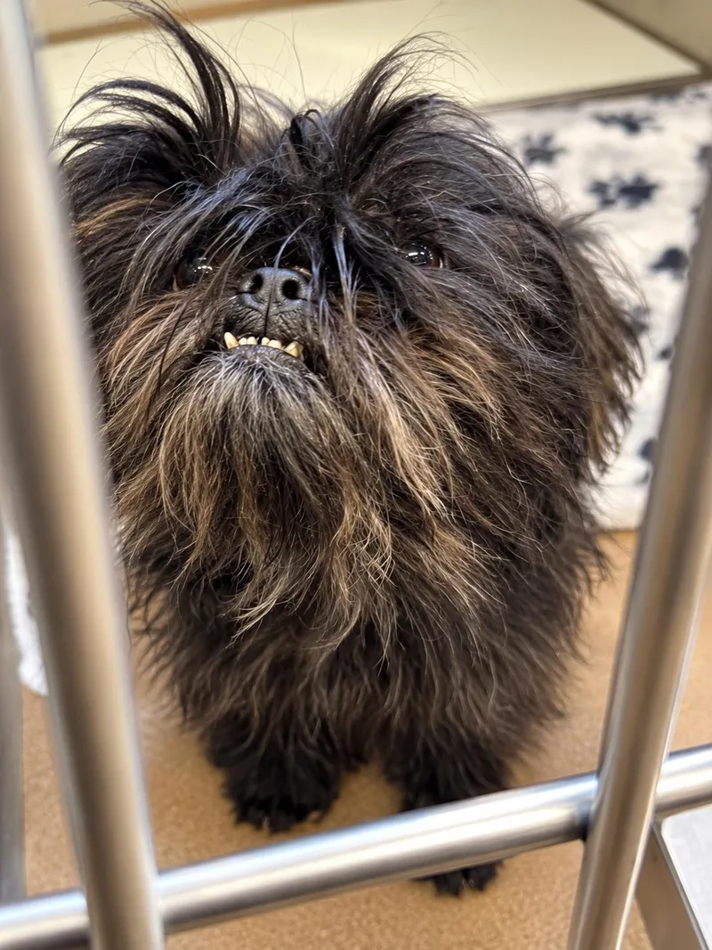 A senior small-sized female Shih Tzu dog named Maddie for adoption in Portland, ME