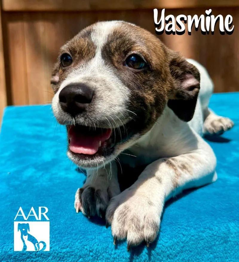 Yasmine thumbnail 2